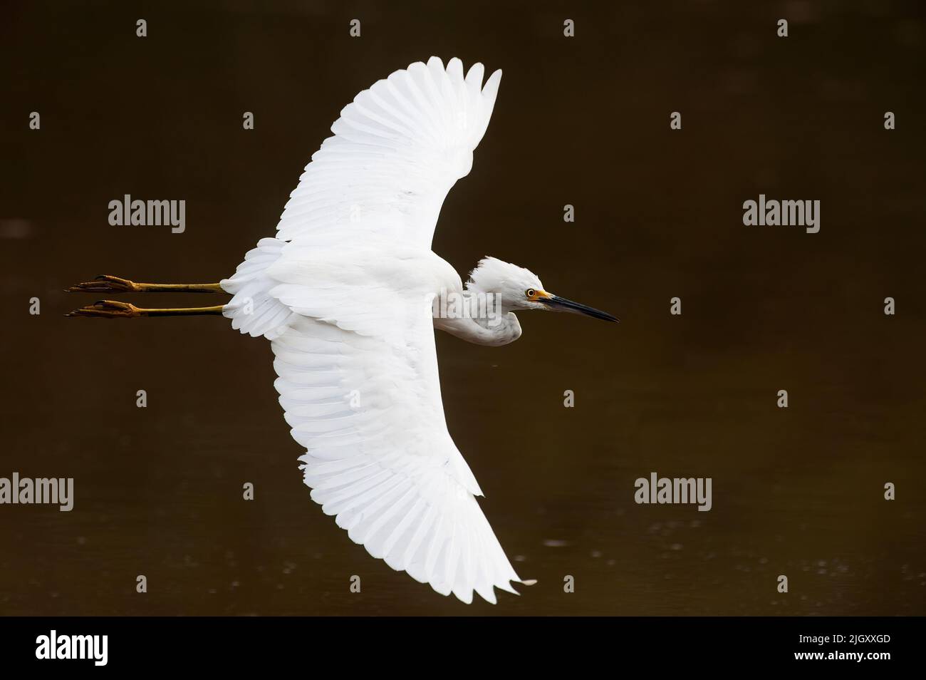 Snowy egret flight Stock Photo