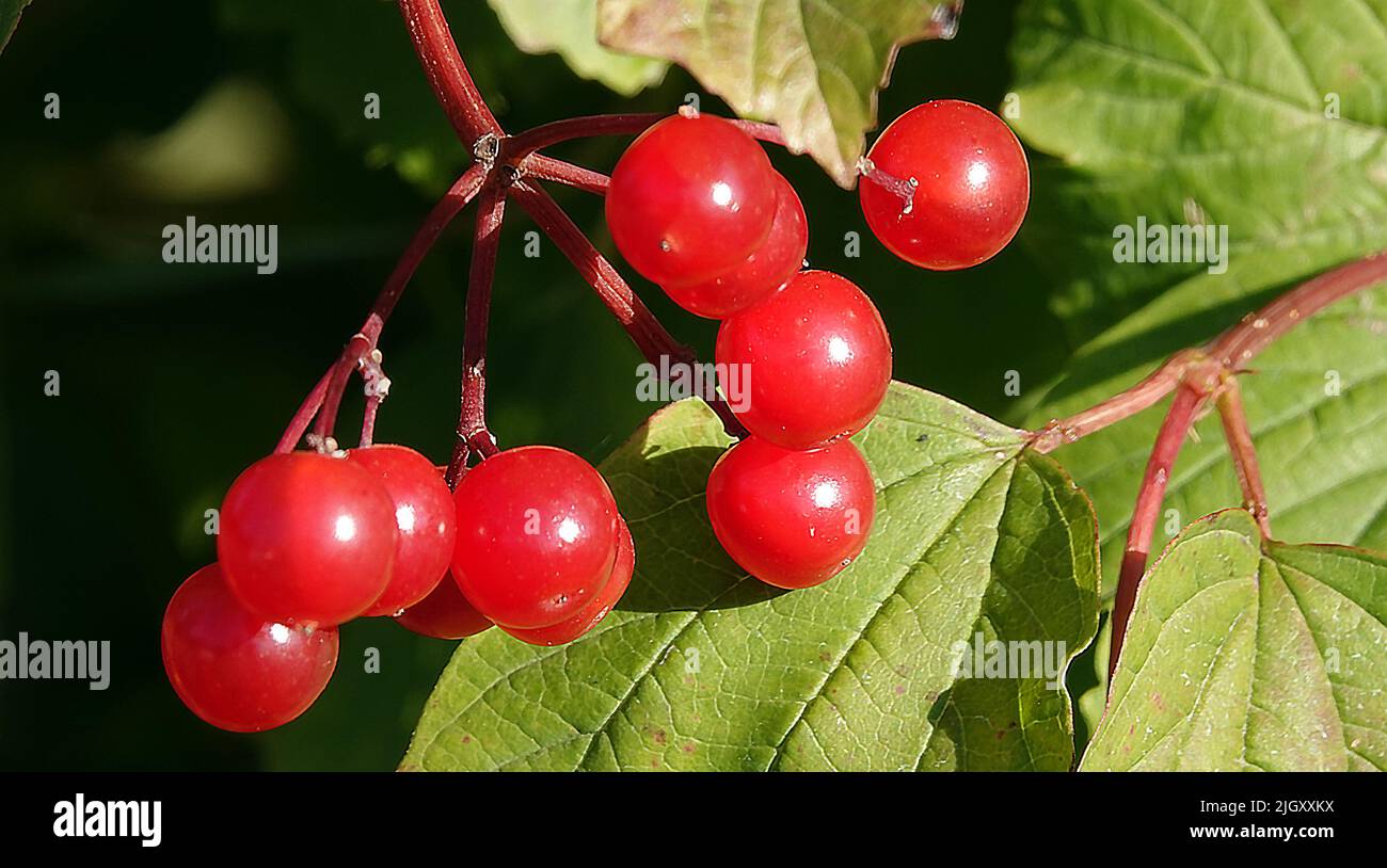 Viburnum red berry on a tree branch Stock Photo Alamy