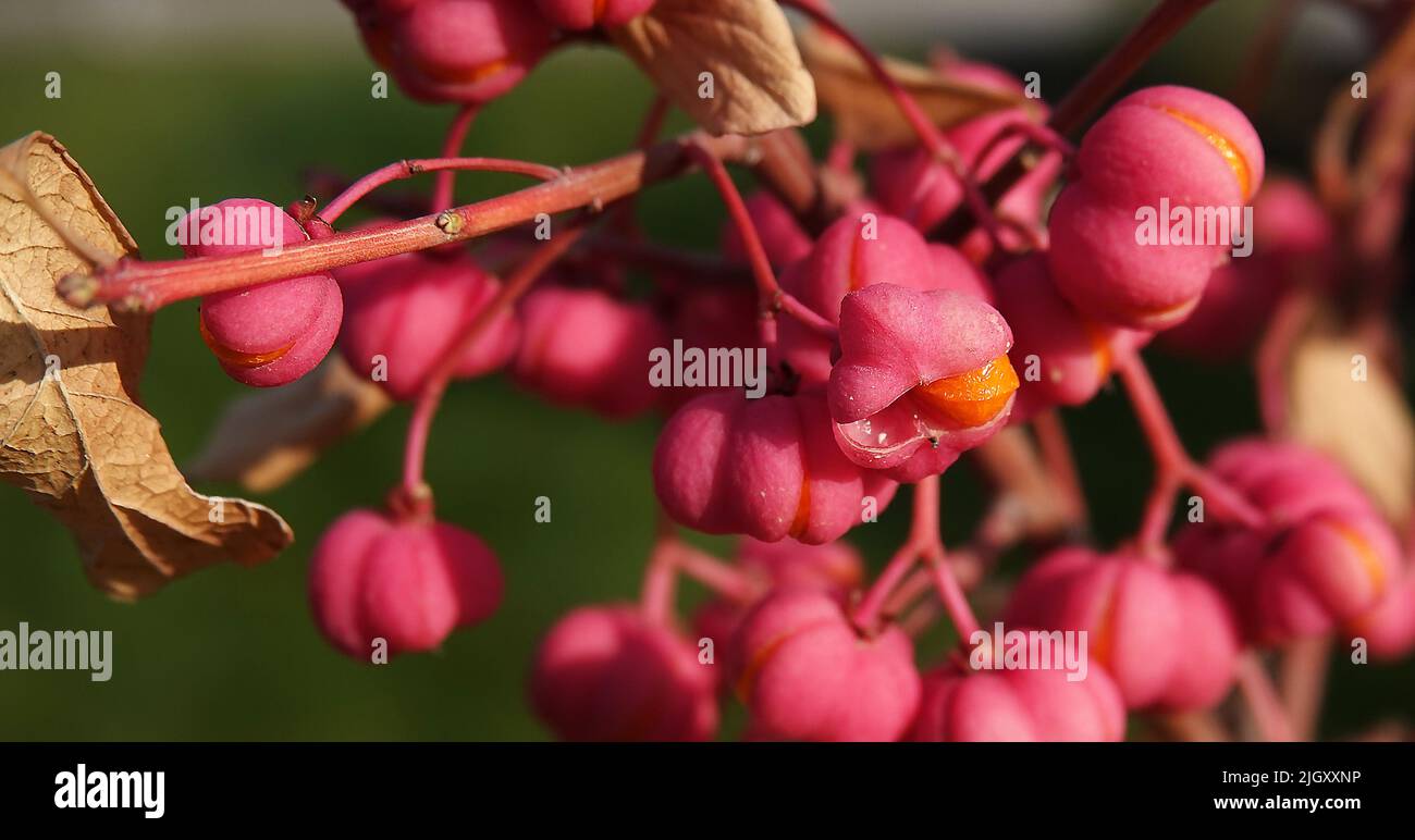 European birch bark - berries on a tree branch Stock Photo