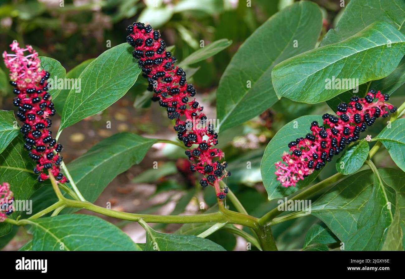 Berries on a bush plant Phytolacca, Lakonos american or berry in summer on a sunny day close-up Stock Photo