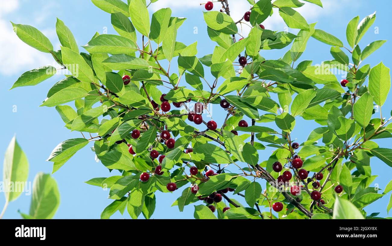 Ripen berries hi-res stock photography and images - Alamy