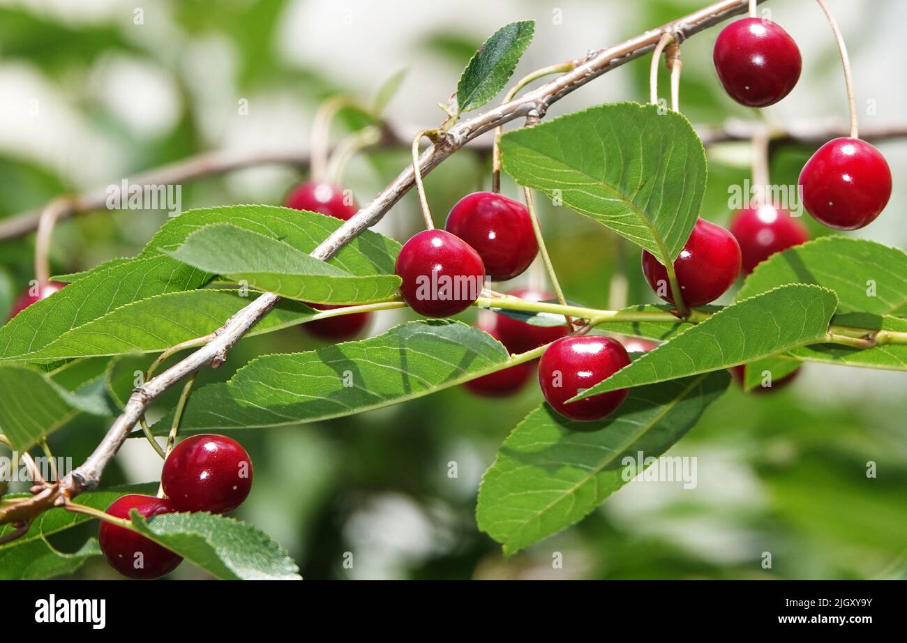 Cherry berries ripen on tree branches Stock Photo - Alamy