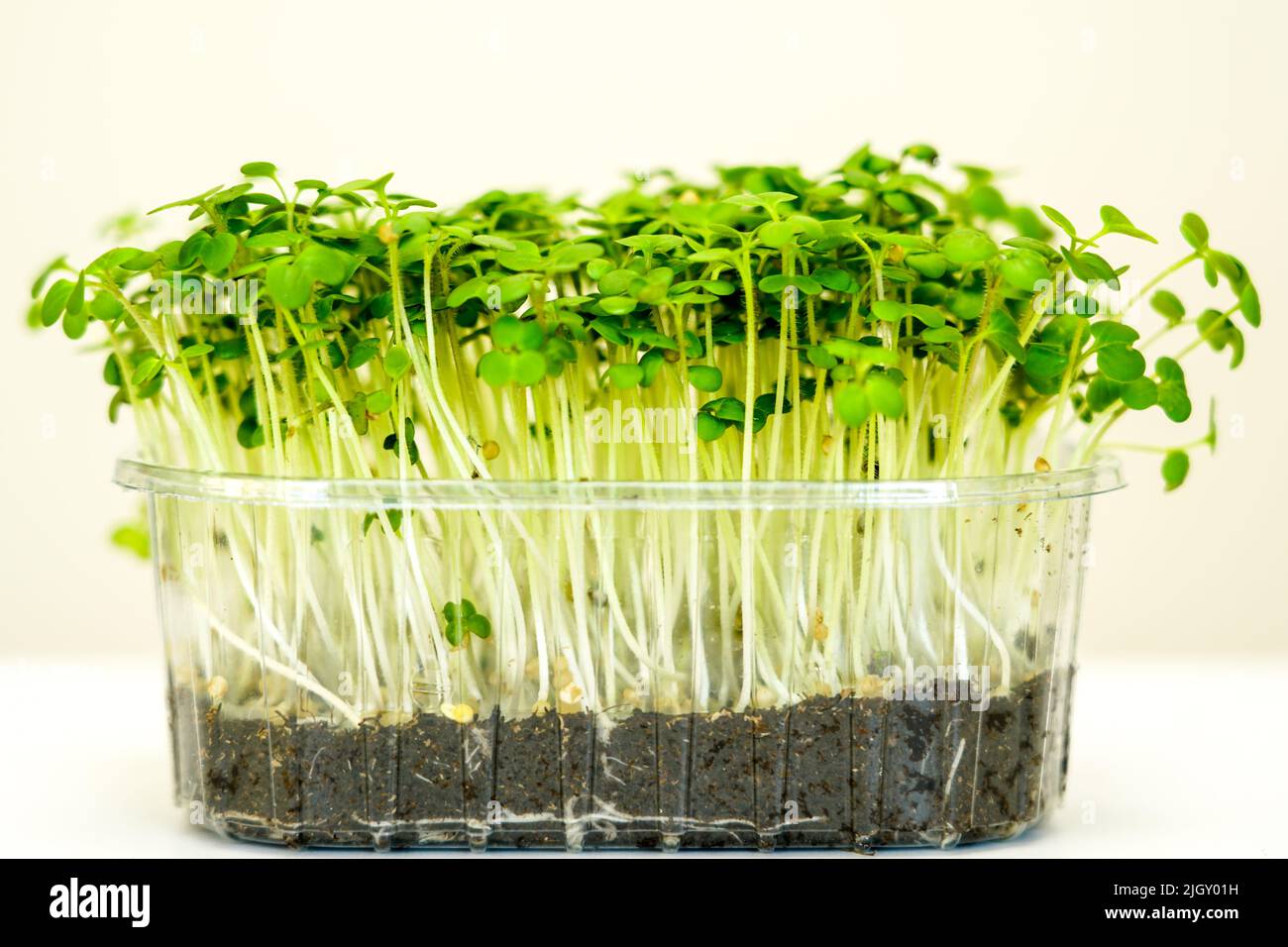Side view sunflower sprouts with white roots in a transparent plastic pot on a light background Stock Photo