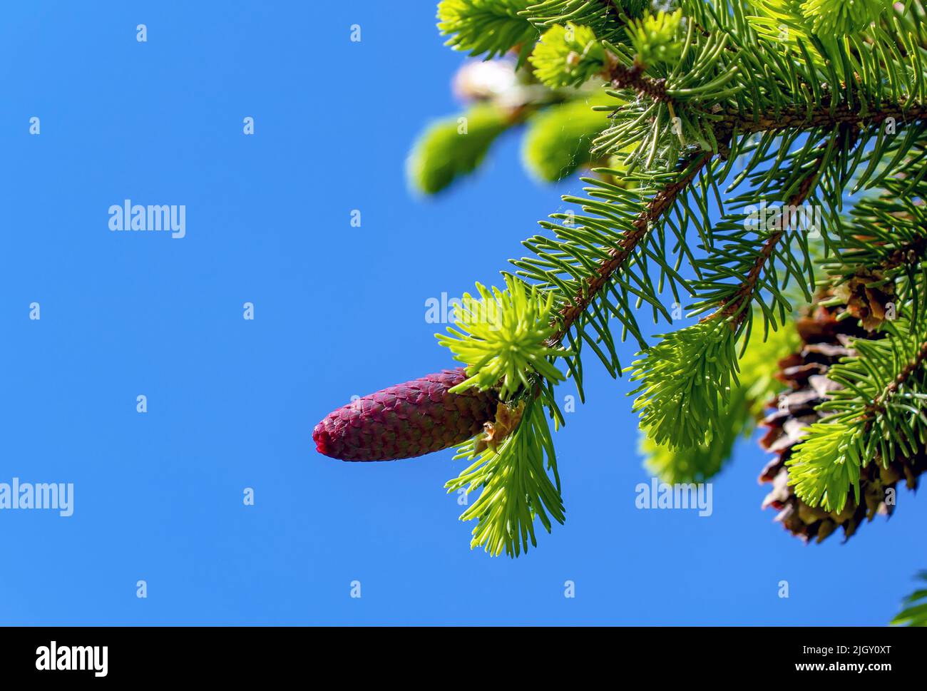 Fir cones growing nearby on a branch with needles. New fruits of a coniferous tree. Stock Photo