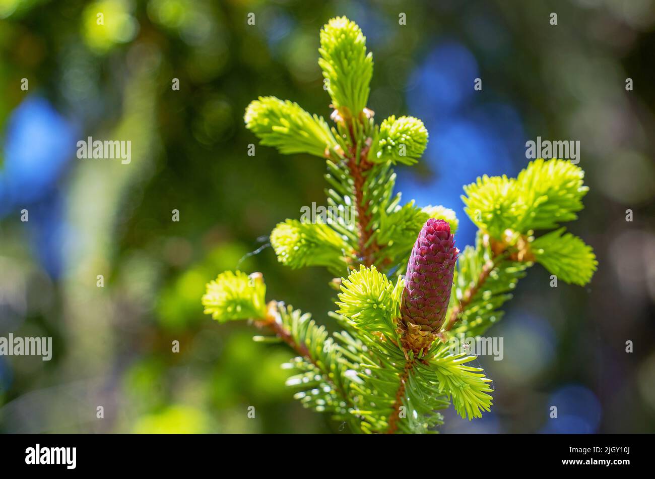 Fir cones growing nearby on a branch with needles. New fruits of a coniferous tree. Stock Photo