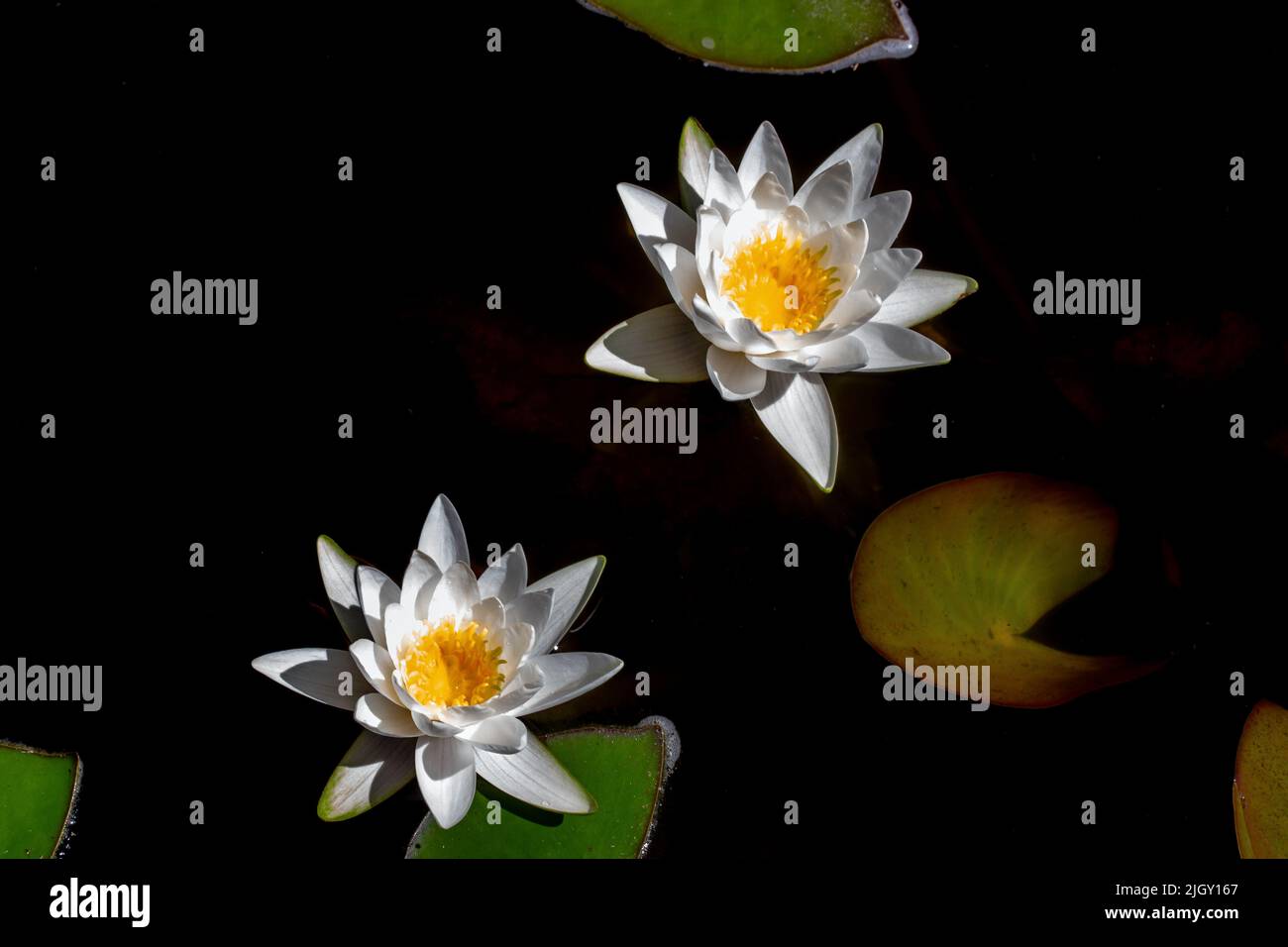 water lily lotus flower Stock Photo Alamy