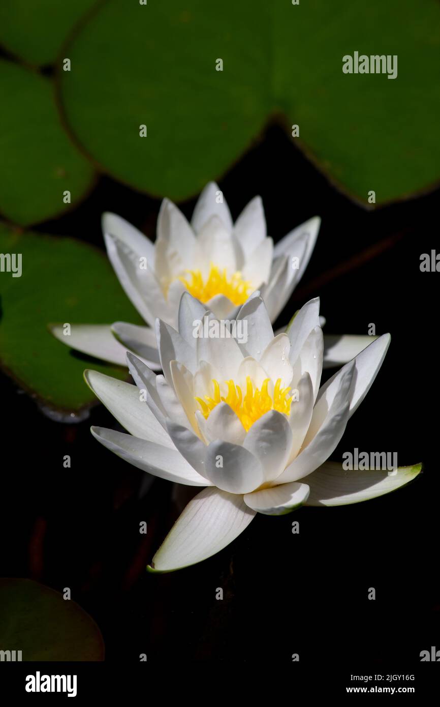 water lily lotus flower Stock Photo - Alamy