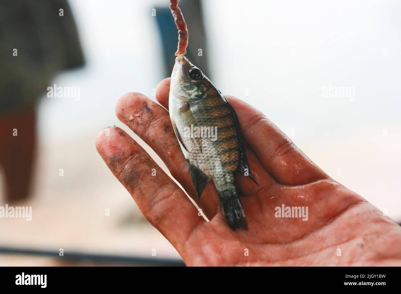 Big hook small fish hi-res stock photography and images - Page 2 - Alamy