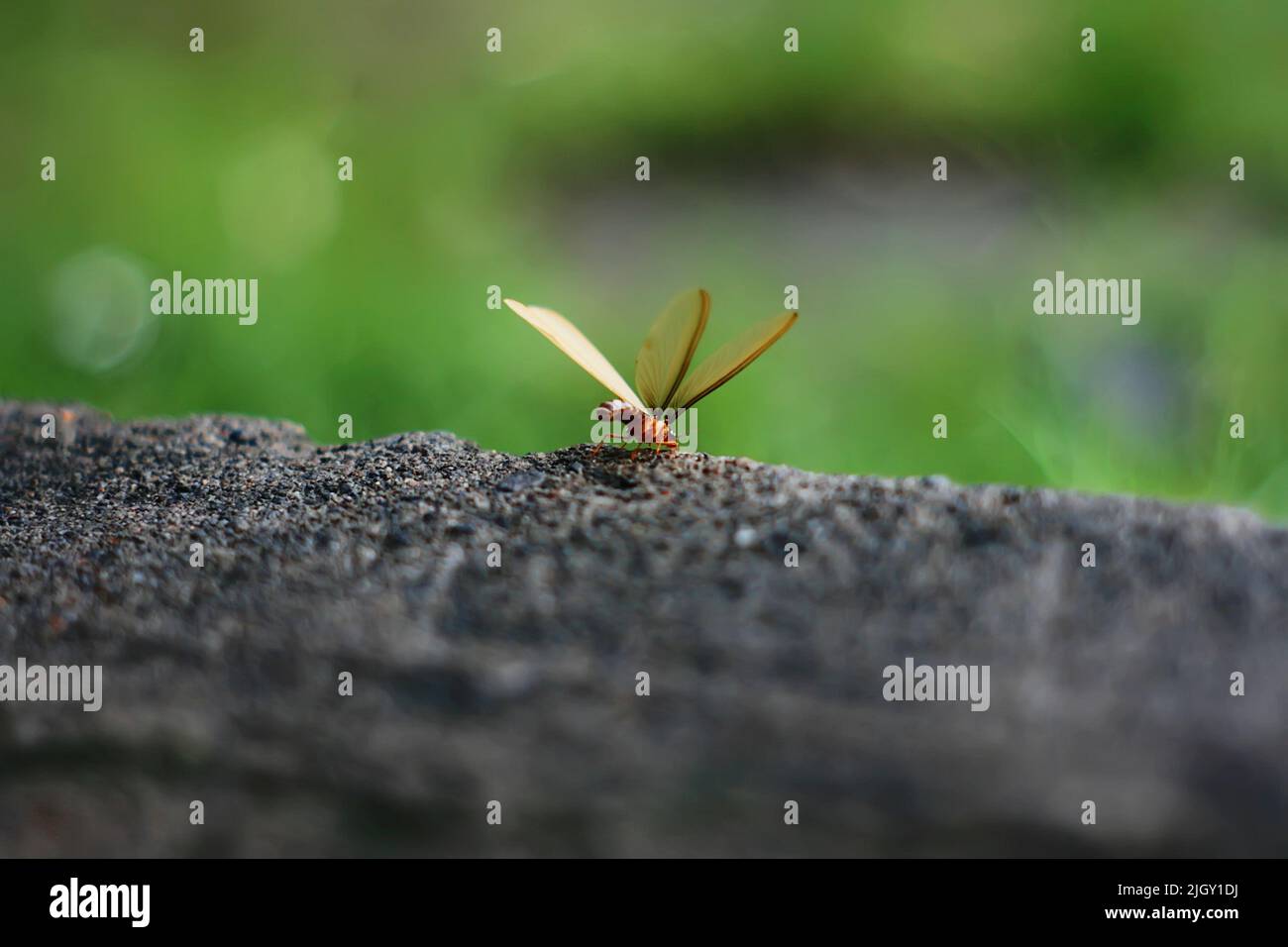 Flying termites on the ground Stock Photo