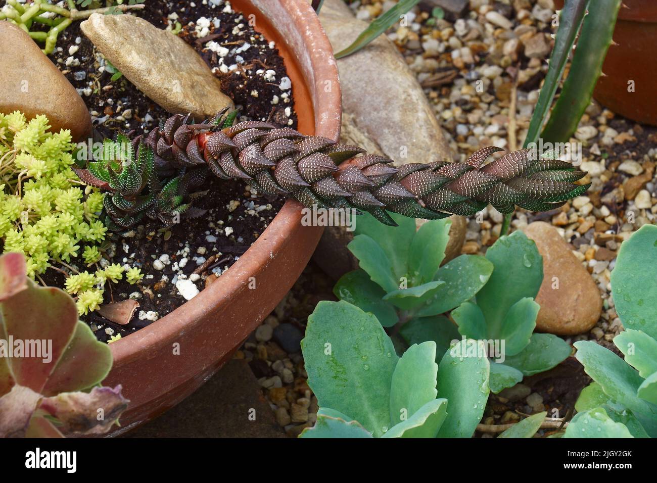 Zebra wart (Haworthiopsis reinwardtii). Another botanical name is Haworthia reinwardtii Stock Photo