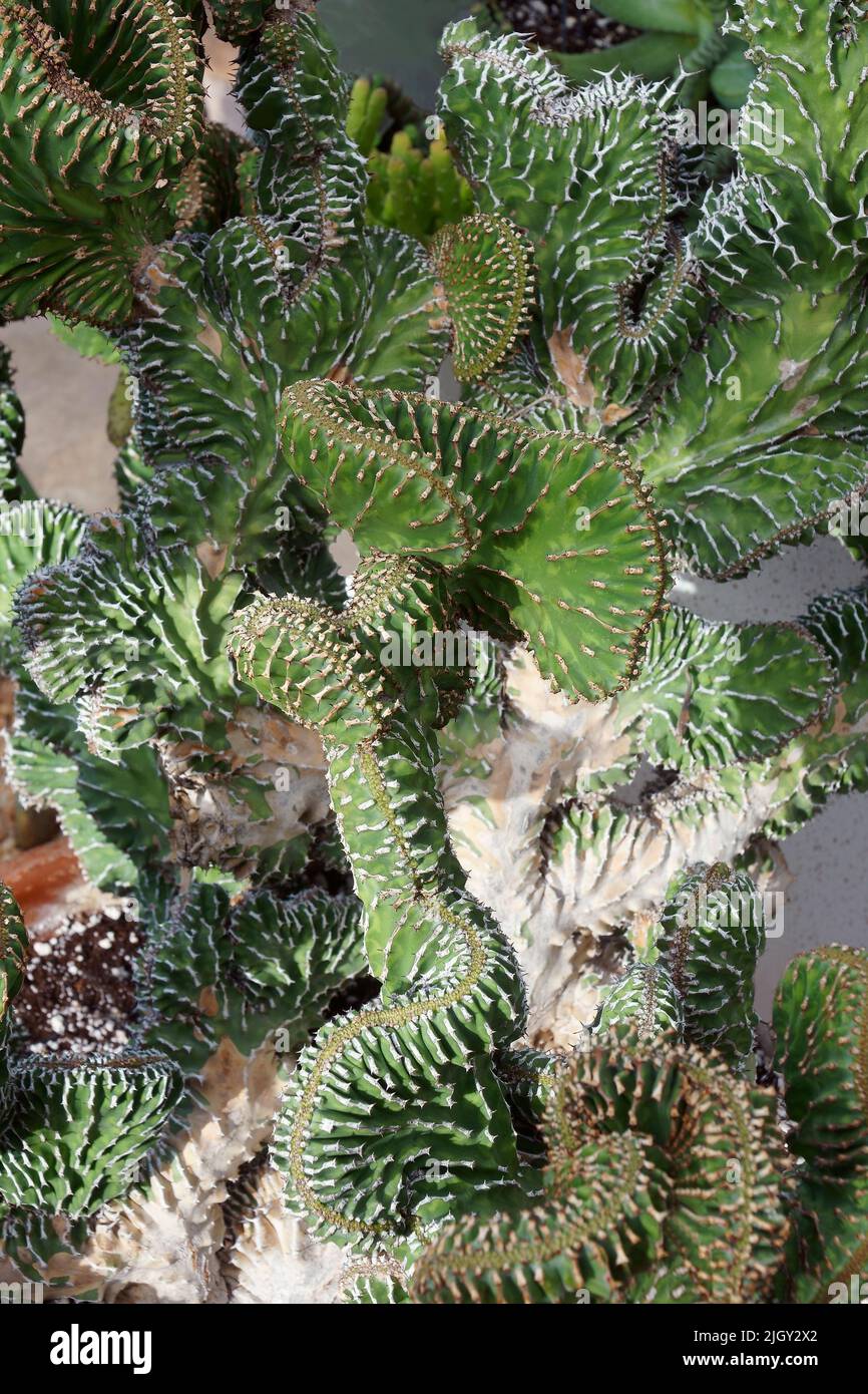 Coral cactus (Euphorbia lactea 'Cristata'). Called Crested elkhorn also