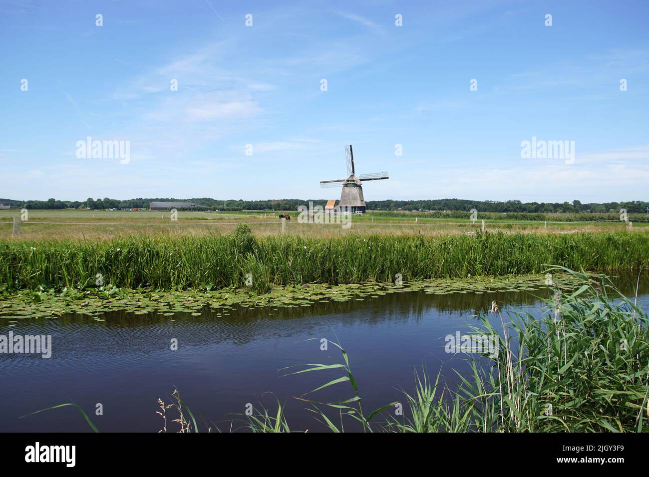 Old Dutch thatched windmill (1897) called Philisteinse molen. Meadows, Canal called Ringvaart of the Bergermeer near the village of Bergen in summer. Stock Photo
