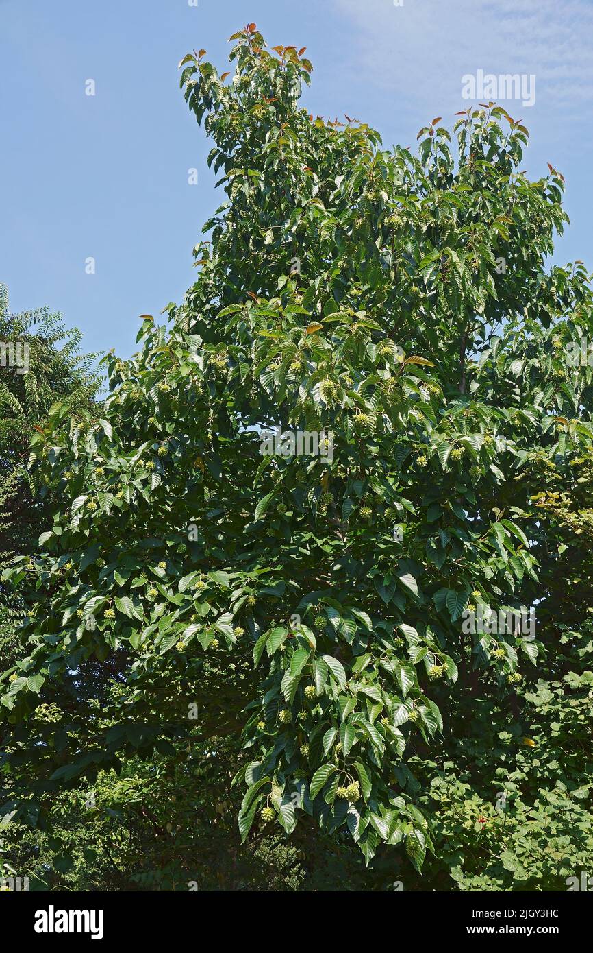 Happy tree (Camptotheca acuminata). Called Cancer tree and Tree of life also Stock Photo