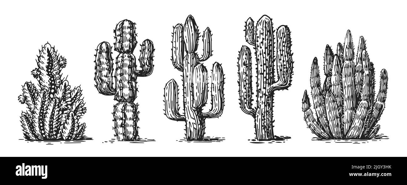 Cactus hand drawn sketch set vector. Mexican wild cacti with thorns and desert plants. Design elements for western concept Stock Vector