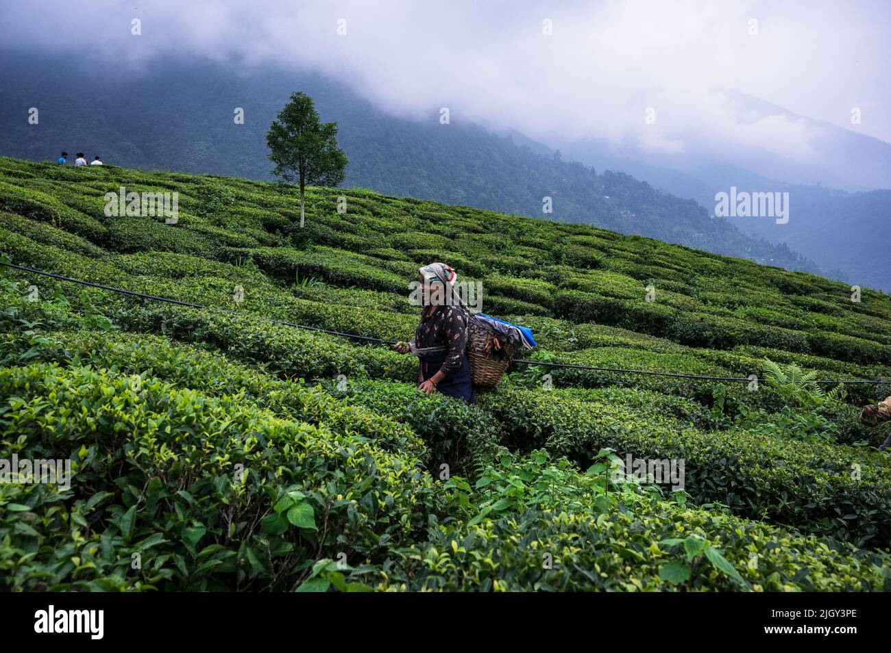 Women tea workers plucking tea leaves during cloudy monsoon at the British-era tea garden Orange Valley Tea Garden spread over an area of 347.26 hectares (858.1 acres) at an altitude ranging from 3,500 to 6,000 feet (1,100 to 1,800 m) above the mean sea level, is a bio-organic garden producing mainly black tea at Darjeeling, West Bengal. India is the world's second-largest tea producer Country after China. The poor female tea workers' work wages are very low, and most of them are coming from neighbouring country Nepal in search of work. India. Stock Photo