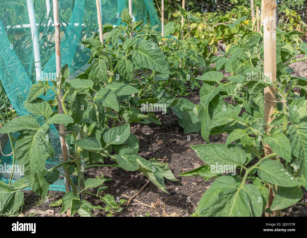 Tomoatoe plants in rows attached to and being supported by sticks outdoors Stock Photo