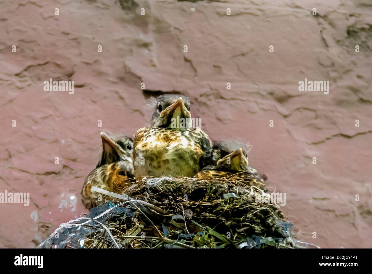 Three American Robin fledglings, Turdus migratortorius, in a nest in a courtyard in New York City, NY, USA Stock Photo