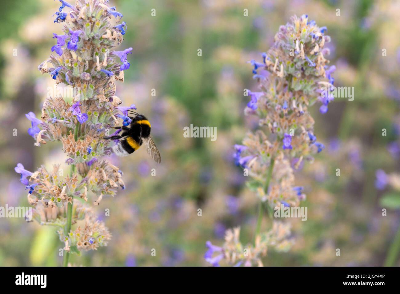 Large garden bumblebee or Bombus terrestris on lemon balm flowers. Stock Photo