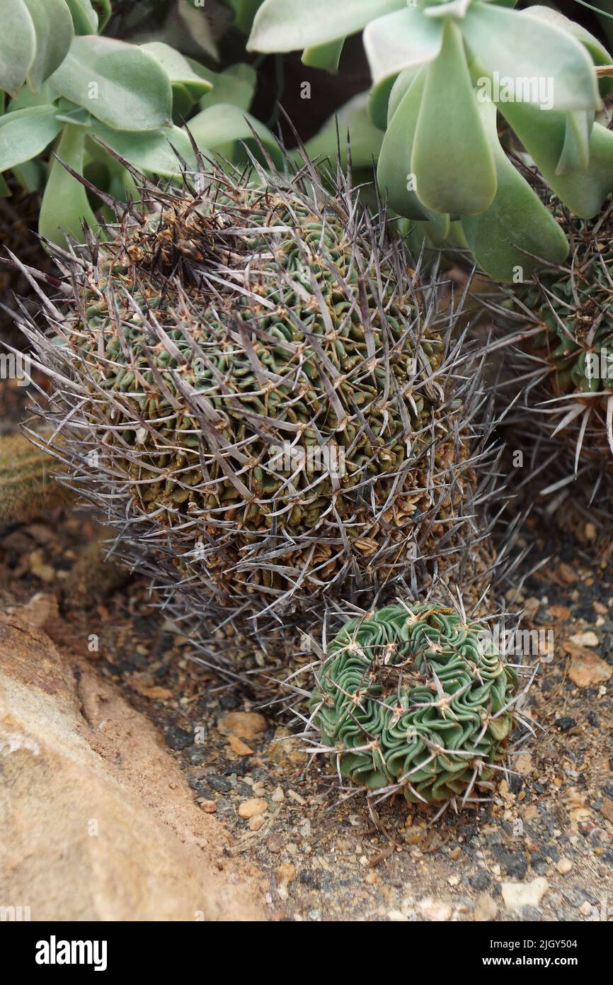 Brain cactus (Stenocactus multicostatus) Stock Photo