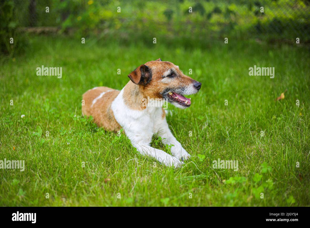 Dog white and brown Jack Russell Terrier lies on the green grass on a sunny summer day Stock Photo