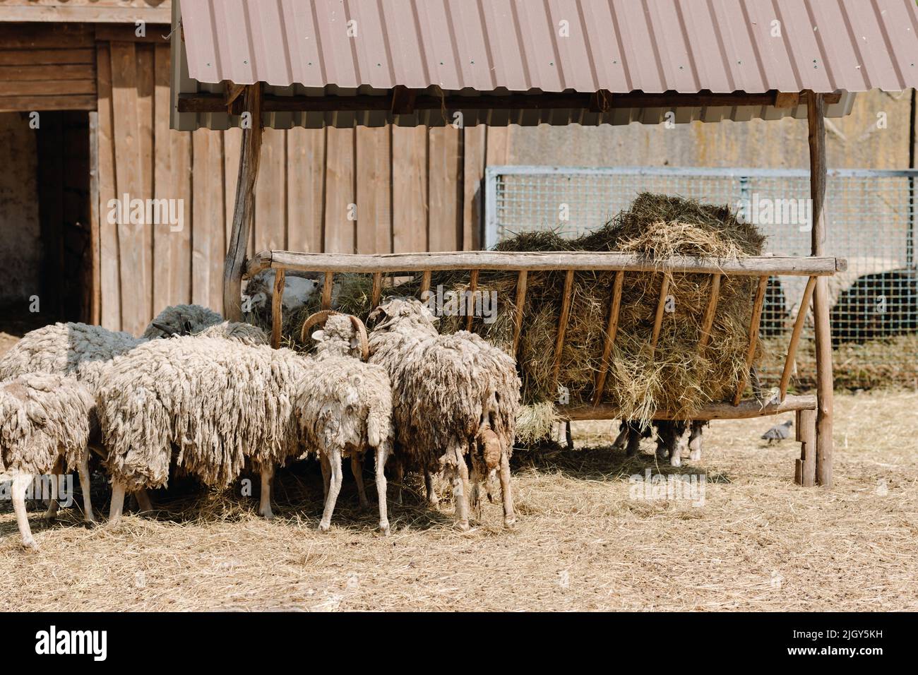 Many sheep eat hay from a wooden feeder on a farm. High quality photo Stock Photo