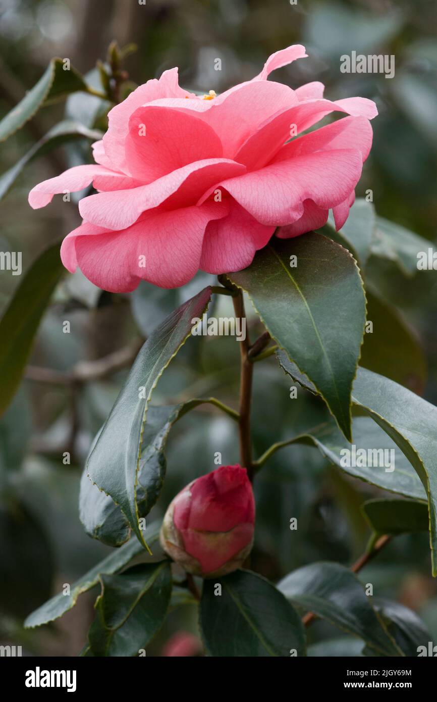Faith variegated japanese camellia (Camellia japonica 'Faith') Stock Photo