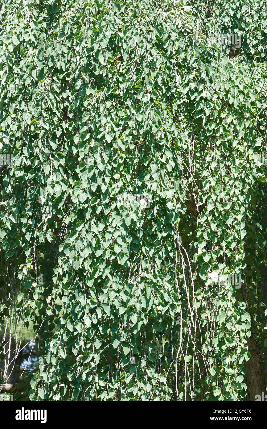 Weeping katsura tree (Cercidiphyllum japonicum 'Pendulum') Stock Photo