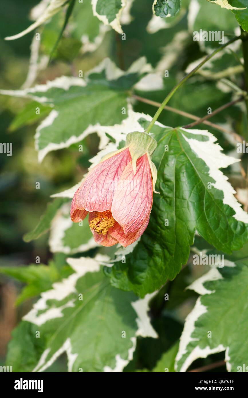 Painted mallow (Abutilon pictum). Called Red vein abutilon, Red vein indian mallow, Redvein flowering maple and Chinese lantern also. Another botanica Stock Photo