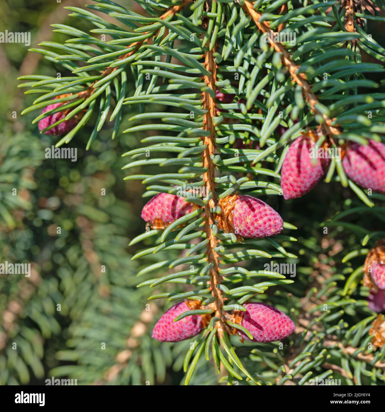 Flowers of Norway spruce, Picea, in spring Stock Photo