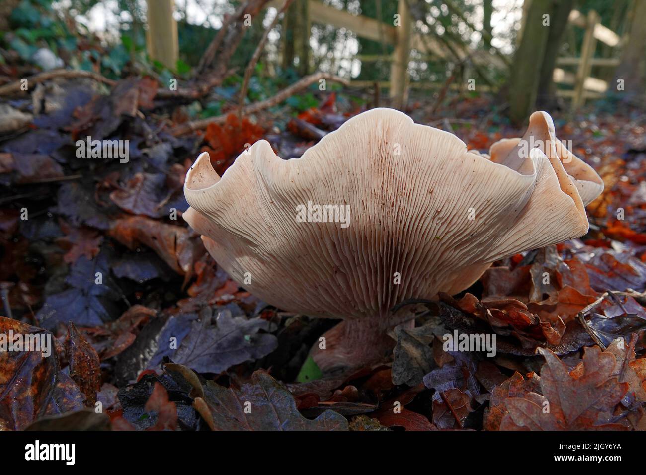 Giant funnel mushroom, Leucopaxillus giganteus, commonly known as the giant leucopax, formerly known as the giant clitocybe Stock Photo