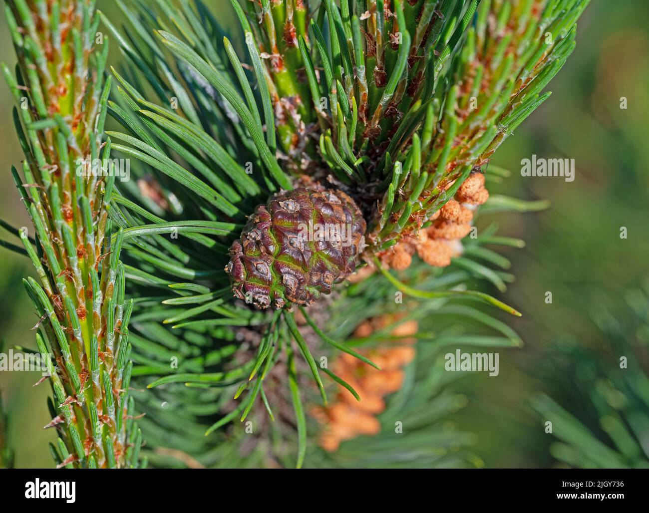 Pine, Pinus, with pine cones Stock Photo