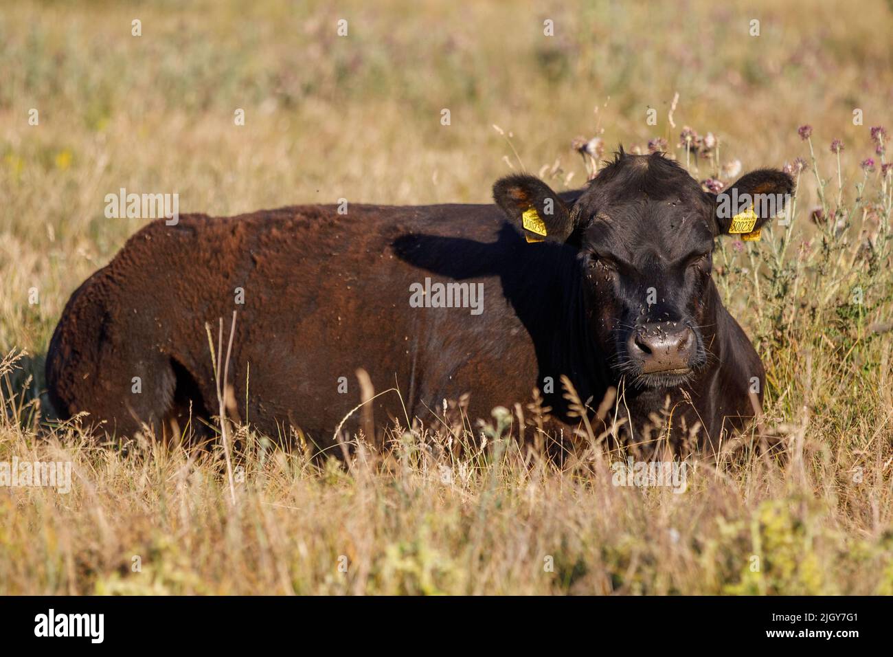 A bull lies in the grass staring at the viewer with many flies buzzing around his nose and eyes. Summertime, dry grass, bright sunlight. Stock Photo