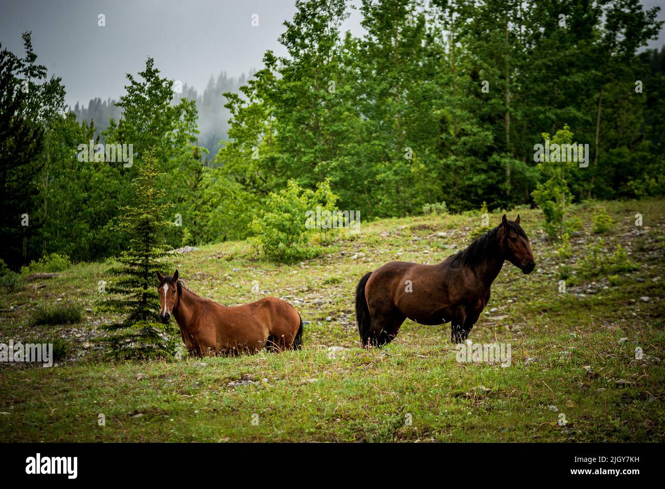 wild horses in Alberta provincial park Stock Photo Alamy