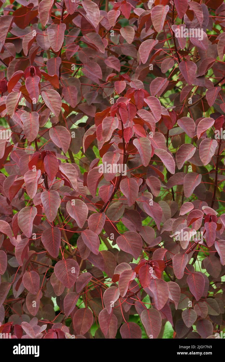Smoketree spurge (Euphorbia cotinifolia). Called Tropical smoke bush, Caribbean copper plant and Mexican shrubby spurge Stock Photo