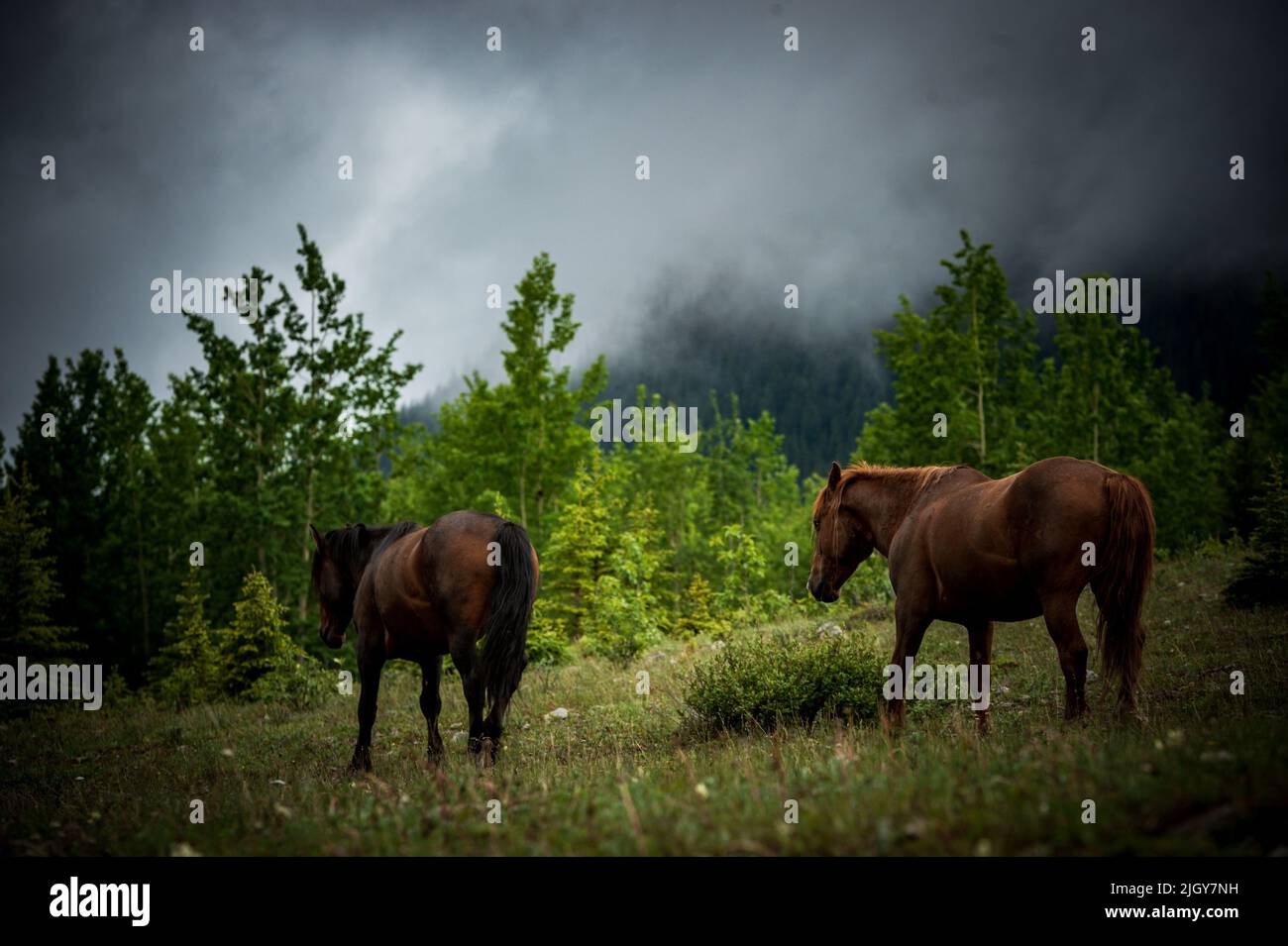 wild horses in Alberta provincial park Stock Photo Alamy