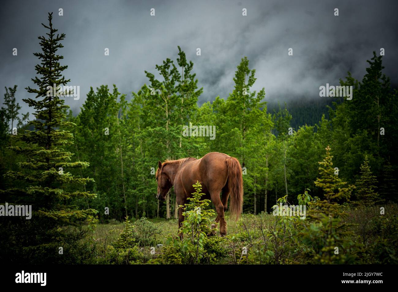 wild horses in Alberta provincial park Stock Photo Alamy