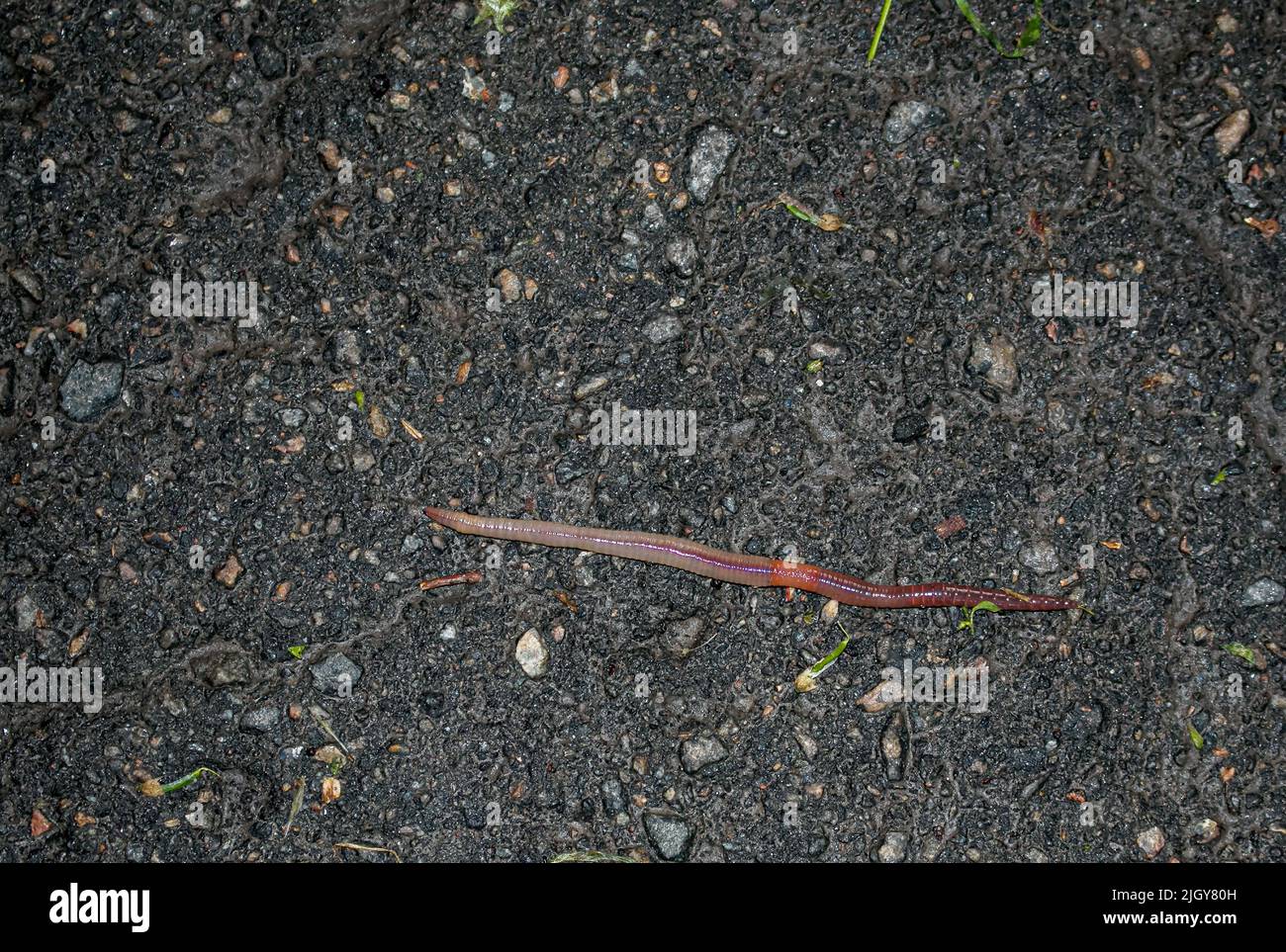 Red earthworm it live bait for fishing isolated on dark background. Photography consisting of striped gaunt earthworm at asphalt. Natural beauty from Stock Photo