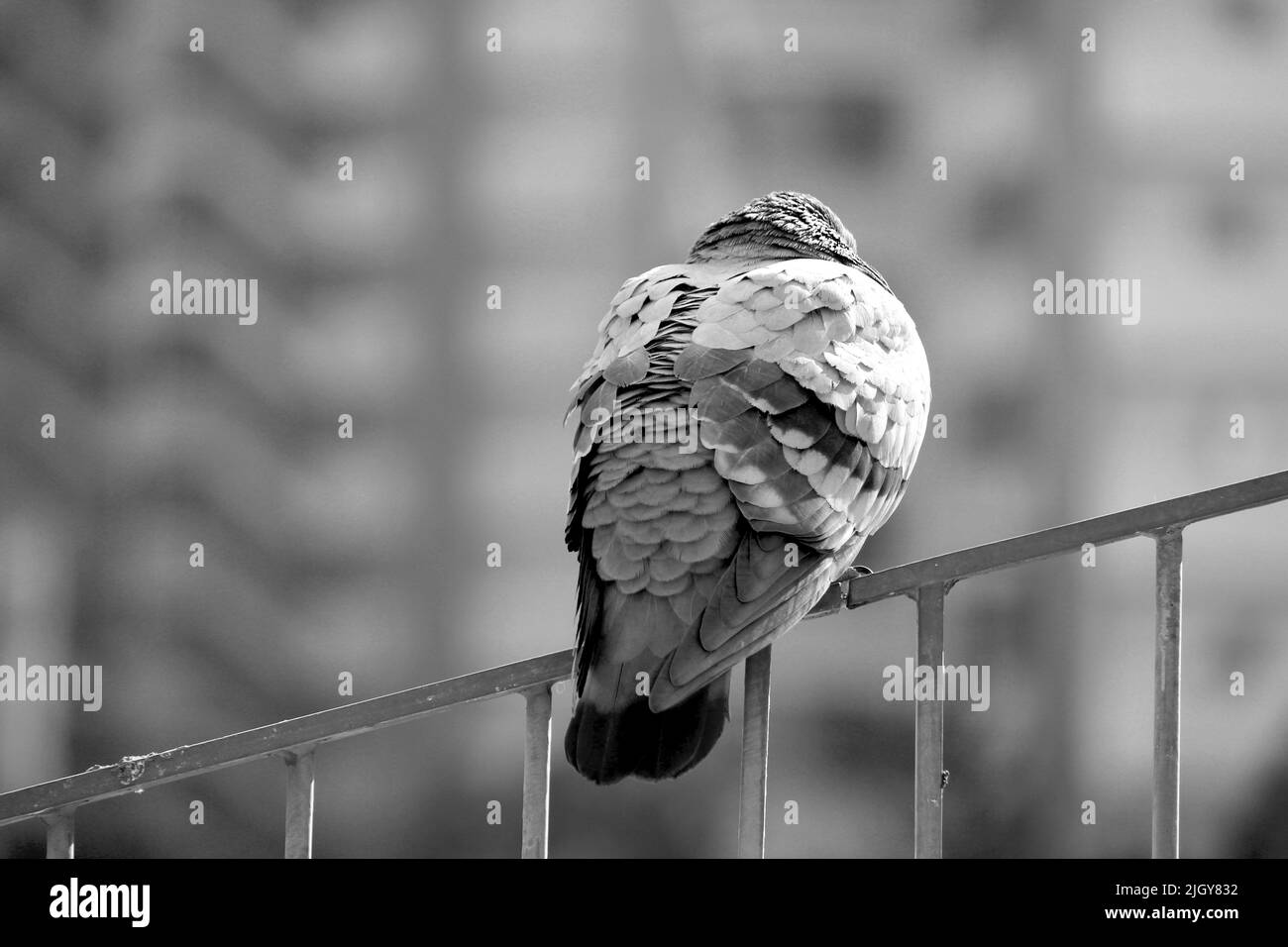 The back of a pigeon on the railing of the stairs that inflates its wings and withstands the cold of winter Stock Photo