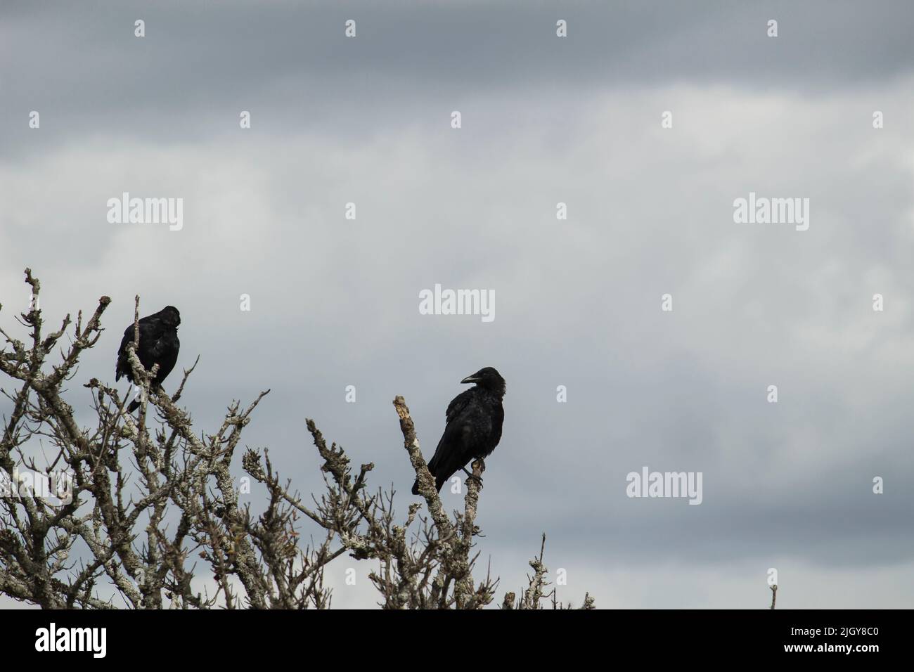 Crow in fall scene hi-res stock photography and images - Alamy