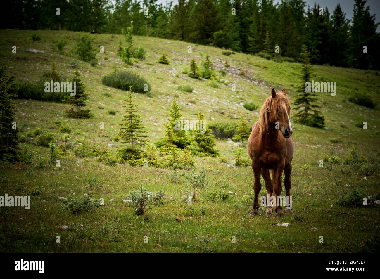 wild horses in Alberta provincial park Stock Photo Alamy