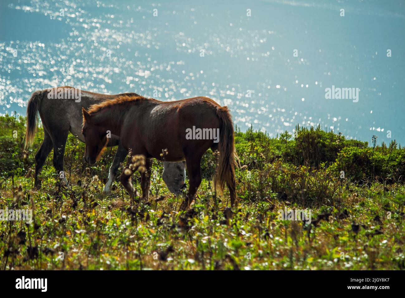 Two horses grazing on a meadow on a hill overlooking the sea Stock Photo