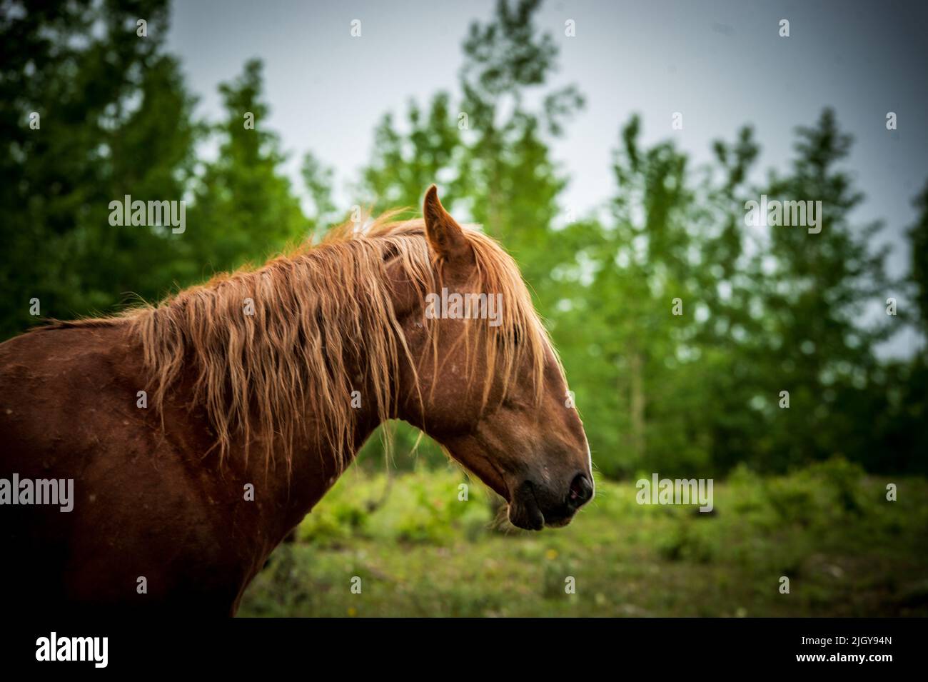 wild horses in Alberta provincial park Stock Photo Alamy