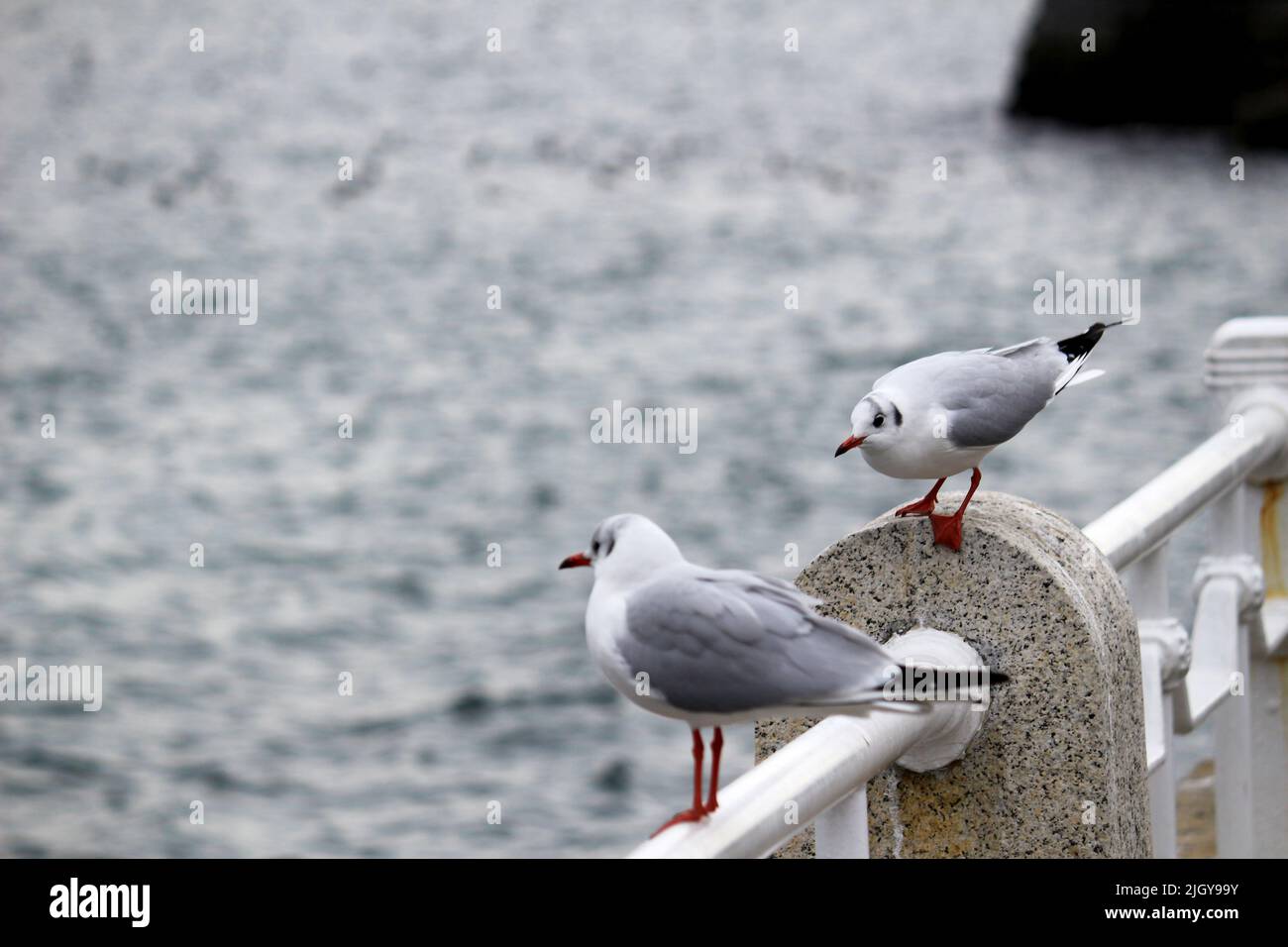 A couple of seagulls staring at the sea and seagull staring at its appearance Stock Photo