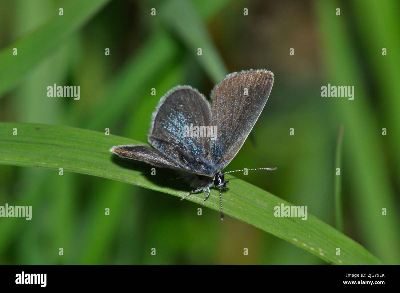 Small Blue Butterfly,' Cupidus minimus',grassland on chalk or limestone, Martin Down ,Hampshire, England Stock Photo