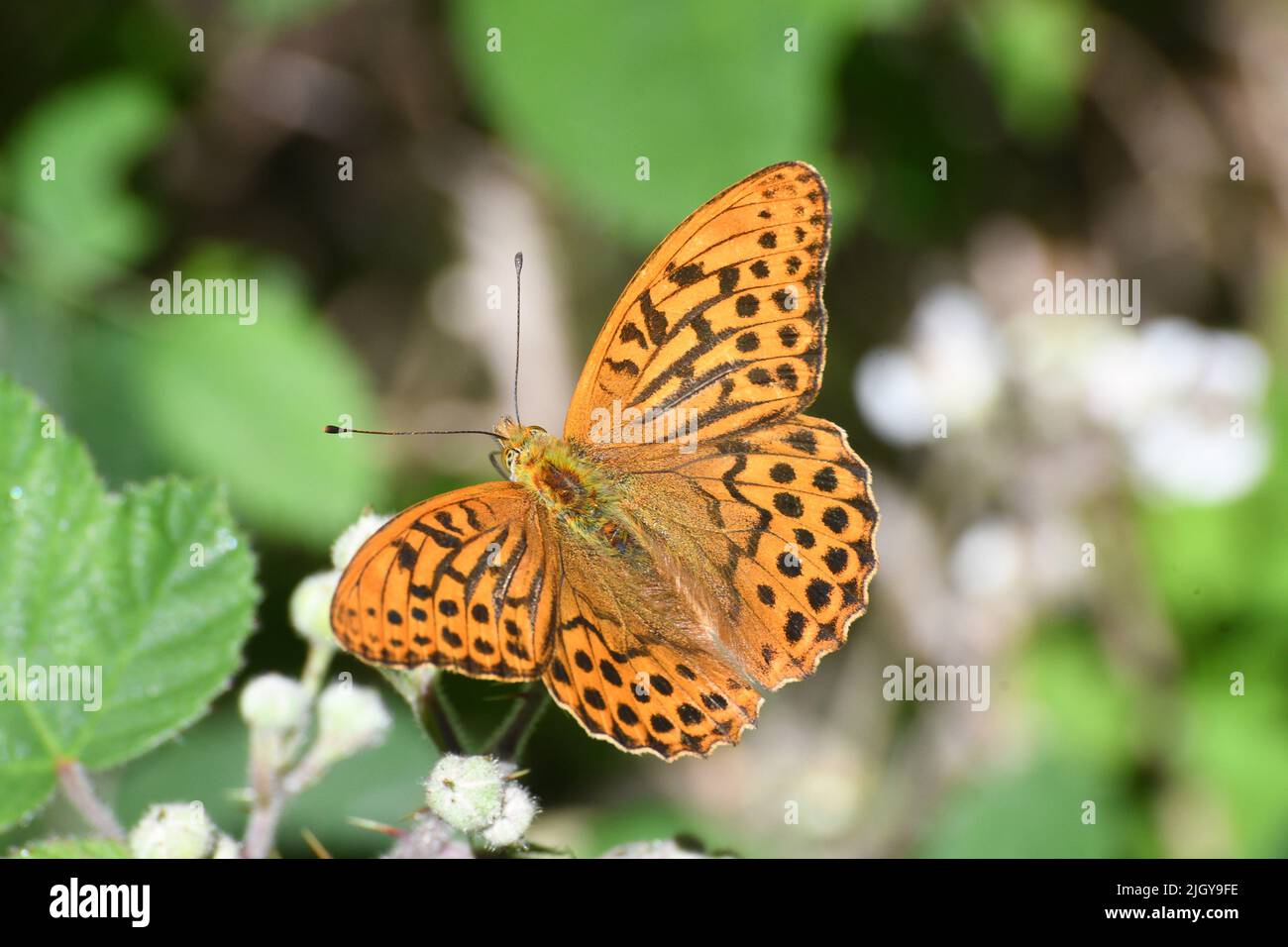 Silver-washed Fritillary; Argynnis paphia; butterfly; woodlands; on blackberry flower; July and August; Somerset; UK Stock Photo