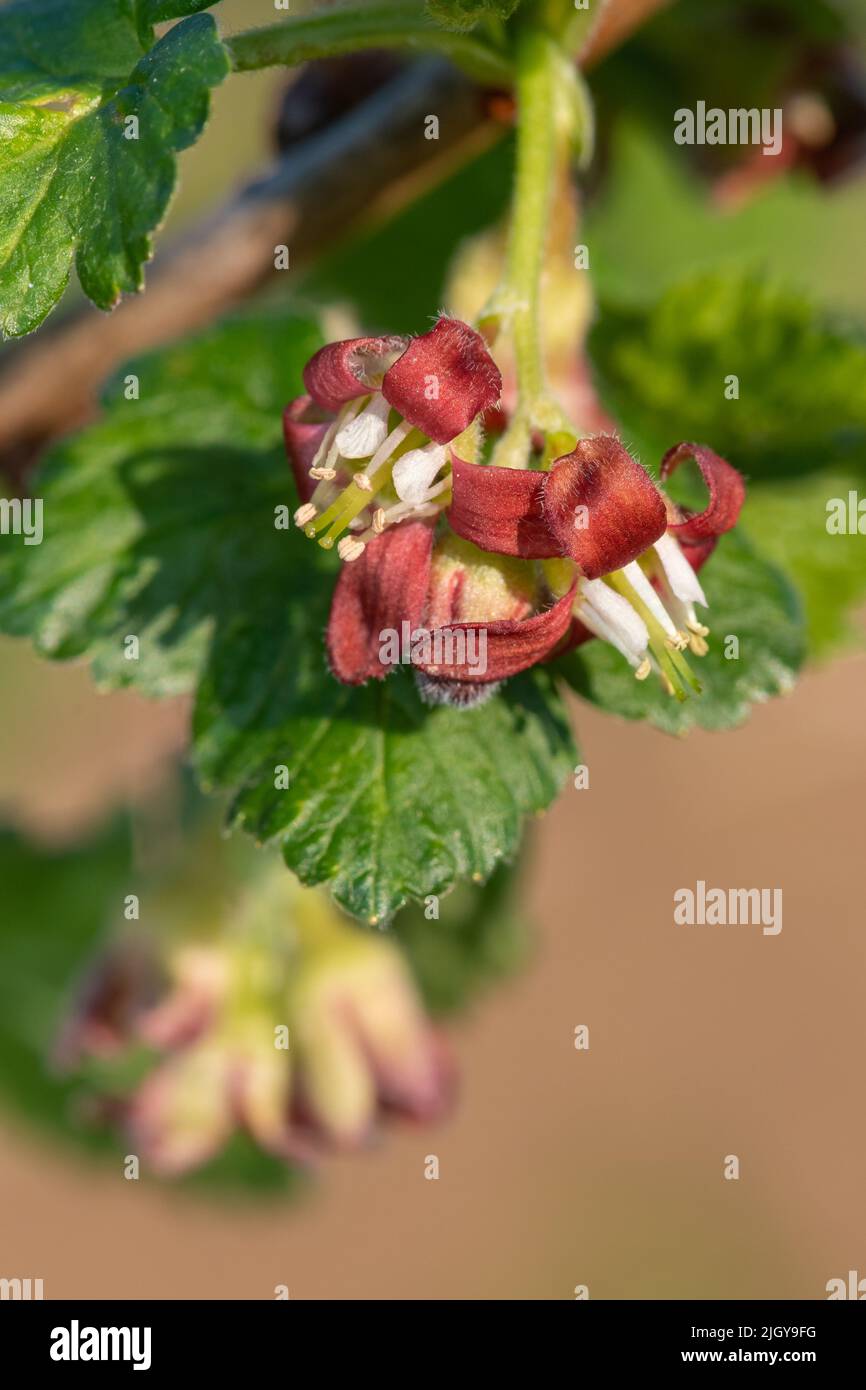 Macro shot of blossom on a European gooseberry (ribes uva-crispa) bush Stock Photo