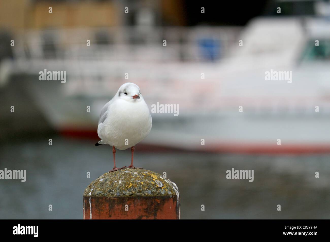 A seagull that is about to fall asleep on a mooring pillar at the wharf Stock Photo