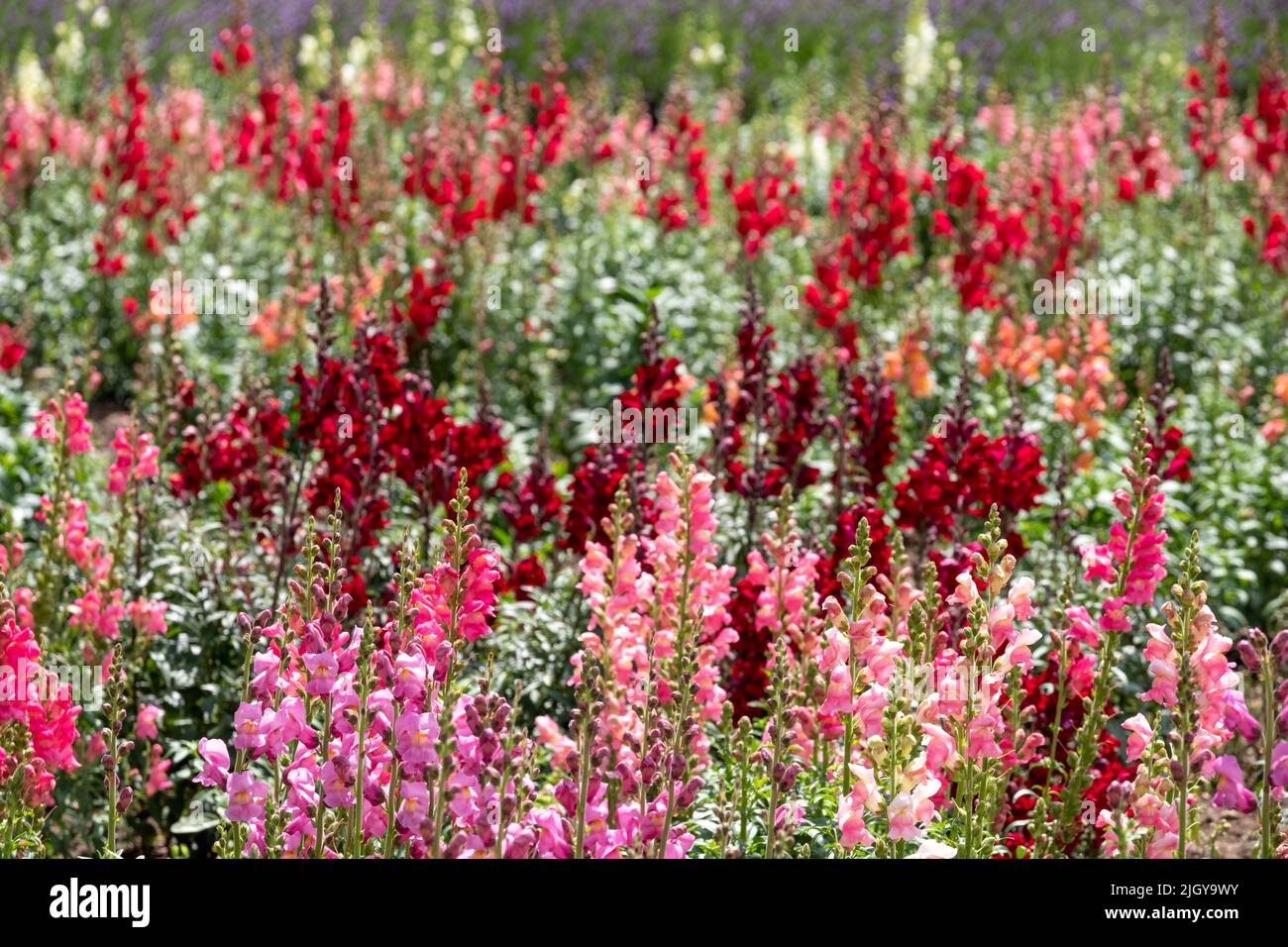 Colourful wallflowers in summer, photographed in the garden at Chateau