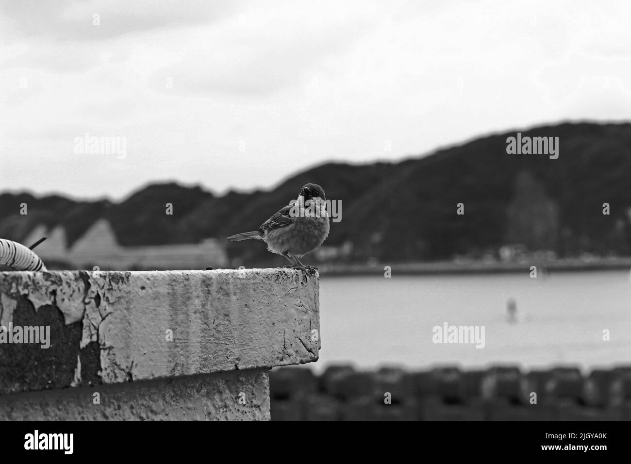 Black and white photo of a sparrow living in a calm seaside town Stock Photo