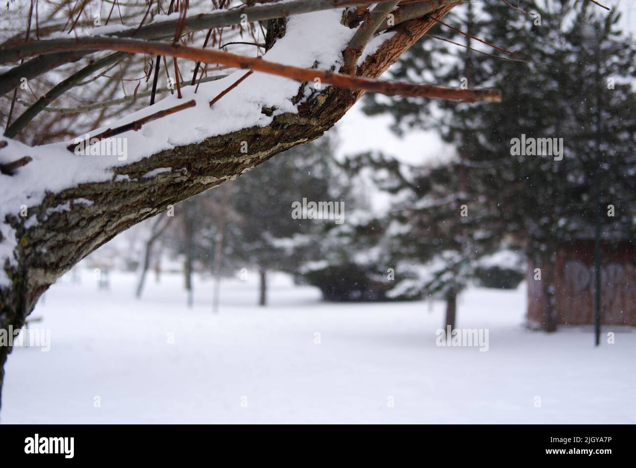 Tree branch under snow and winter-scene at the background Stock Photo